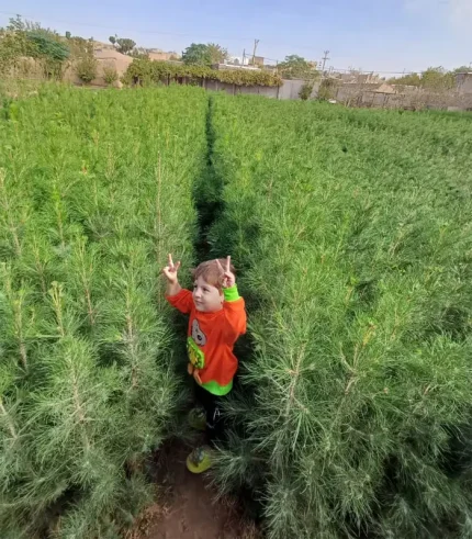 نهال کاج تهران از ۵۰ سانتی‌متر به بالا