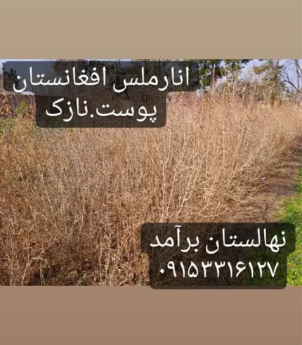 نهال انار ملس افغانستان