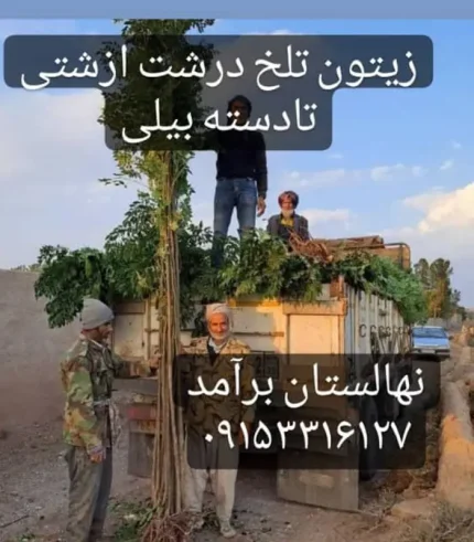 نهال زیتون تلخ درشت