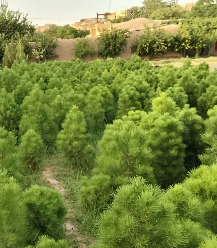 تولید و فروش کاج مشهد