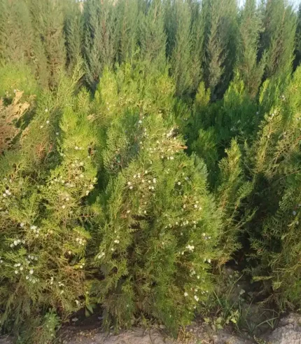 خرید نهال کاج در مشهد