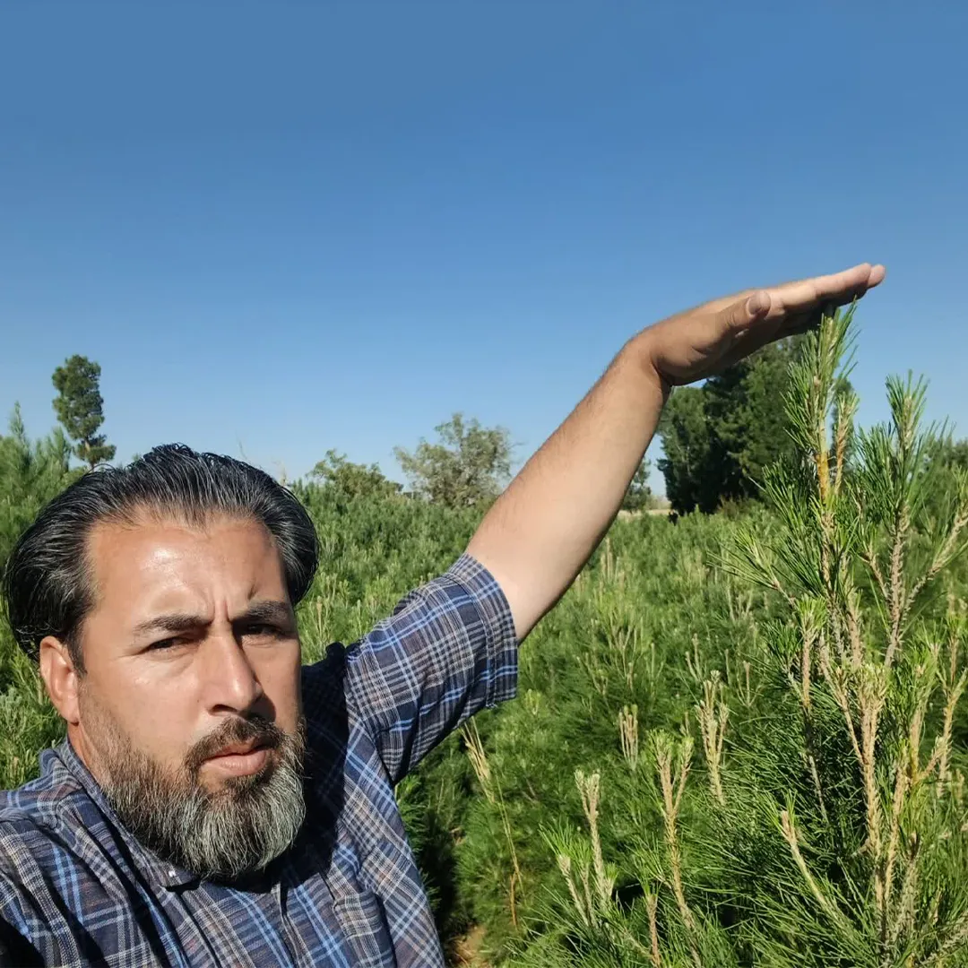 kaj کاج مشهد دو متری