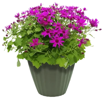 flower-pott